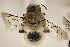  (Caupolicana sp - CCDB-24581 A10)  @11 [ ] CreativeCommons - Attribution (2016) Laurence Packer York University