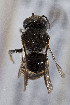  (Bathanthidium - CCDB-33206 A11)  @11 [ ] CreativeCommons - Attribution (2018) Laurence Packer York University