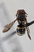  (Austrostelis - CCDB-33206 A12)  @11 [ ] CreativeCommons - Attribution (2018) Laurence Packer York University