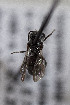  ( - CCDB-33206 B03)  @11 [ ] CreativeCommons - Attribution (2018) Laurence Packer York University