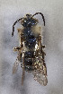  ( - CCDB-33206 B04)  @11 [ ] CreativeCommons - Attribution (2018) Laurence Packer York University