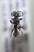  ( - CCDB-34572 B05)  @11 [ ] CreativeCommons - Attribution by Laurence Packer (2017) Laurence Packer York University