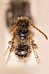  ( - CCDB-34684 B06)  @11 [ ] CreativeCommons - Attribution by Laurence Packer (2017) Laurence Packer York University
