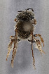  ( - CCDB-33206 B12)  @11 [ ] CreativeCommons - Attribution (2018) Laurence Packer York University