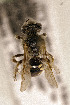  ( - CCDB-34684 C04)  @11 [ ] CreativeCommons - Attribution by Laurence Packer (2017) Laurence Packer York University
