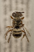  ( - CCDB-24581 C06)  @11 [ ] CreativeCommons - Attribution (2016) Laurence Packer York University