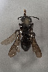  (Andinopanurgus sp - CCDB-33206 C06)  @11 [ ] CreativeCommons - Attribution (2018) Laurence Packer York University