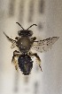  (Cladocerapis - CCDB-30383 C1)  @11 [ ] CreativeCommons - Attribution (2016) Laurence Packer York University