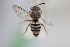  (Epeolus australis - CCDB-24580 C12)  @11 [ ] CreativeCommons - Attribution (2015) Laurence Packer York University