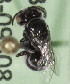  (Pseudoheriades sp. 2 - CCDB-09808 A03)  @12 [ ] CreativeCommons - Attribution Non-Commercial Share-Alike (2012) Packer Collection York University York University