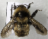  (Bombus filchnerae - CCDB-09808 F05)  @13 [ ] CreativeCommons - Attribution Non-Commercial Share-Alike (2012) Packer Collection York University York University