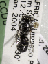  (Pseudoheriades RSALP1 - CCDB-09856 G03)  @11 [ ] CreativeCommons - Attribution Non-Commercial Share-Alike (2012) Packer Collection York University York University