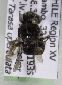  (Alloscirtetica CHILA - CCDB-15274 A11)  @11 [ ] CreativeCommons - Attribution Non-Commercial Share-Alike (2012) Packer Collection York University York University