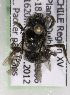  (Alloscirtetica CHILB - CCDB-15274 B05)  @11 [ ] CreativeCommons - Attribution Non-Commercial Share-Alike (2012) Packer Collection York University York University