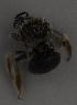  (Alloscirtetica CHILE - CCDB-15274 C09)  @11 [ ] CreativeCommons - Attribution Non-Commercial Share-Alike (2012) Packer Collection York University York University