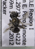  (Perditomorpha spB - CCDB-15274 D10)  @12 [ ] CreativeCommons - Attribution Non-Commercial Share-Alike (2012) Packer Collection York University York University