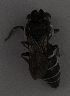  (Aglaoapis - CCDB-15274 G11)  @11 [ ] CreativeCommons - Attribution Non-Commercial Share-Alike (2012) Packer Collection York University York University