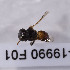  (Tetragonula cf. laeviceps ssp 5 - CCDB-19990 F01)  @12 [ ] Unspecified (default): All Rights Reserved (2013) Packer Collection York University York University