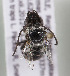  (Alloscirtetica Alloscirtetica chil1lp - CCDB-19991 C06)  @11 [ ] Unspecified (default): All Rights Reserved (2013) Packer Collection York University York University