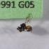  (Tetragonula Tetragonula - CCDB-19991 G05)  @11 [ ] Unspecified (default): All Rights Reserved (2013) Packer Collection York University York University