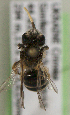  (Andrena UKRsp1 - CCDB-22792 H08)  @11 [ ] Unspecified (default): All Rights Reserved (2014) Packer Collection York University York University