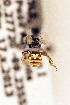  ( - CCDB-34684 D01)  @11 [ ] CreativeCommons - Attribution by Laurence Packer (2017) Laurence Packer York University