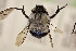  (Epiclopus sp - CCDB-24581 D04)  @11 [ ] CreativeCommons - Attribution (2016) Laurence Packer York University