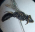  (Liphanthus sp. Laj - CCDB-34569 D07)  @11 [ ] CreativeCommons - Attribution by Laurence Packer (2017) Laurence Packer York University