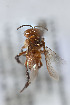  ( - CCDB-33206 D10)  @11 [ ] CreativeCommons - Attribution (2018) Laurence Packer York University