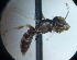  (Liphanthus sp. Tal - CCDB-34569 E06)  @11 [ ] CreativeCommons - Attribution by Laurence Packer (2017) Laurence Packer York University
