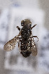  (Ensliniana - CCDB-33206 E07)  @11 [ ] CreativeCommons - Attribution (2018) Laurence Packer York University