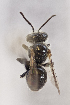  (Anthophorula sp. aff. consobrina - CCDB-24584 E12)  @11 [ ] CreativeCommons - Attribution (2016) Laurence Packer York University