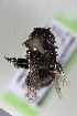  (Alloscirtetica sp - CCDB-34571 E12)  @11 [ ] CreativeCommons - Attribution by Laurence Packer (2020) Laurence Packer York University