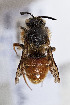 (Prodioxys - CCDB-33206 F01)  @11 [ ] CreativeCommons - Attribution (2018) Laurence Packer York University