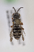  (Exomalopsis similis - CCDB-24583 F04)  @12 [ ] CreativeCommons - Attribution (2016) Laurence Packer York University