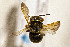  ( - CCDB-34684 F05)  @11 [ ] CreativeCommons - Attribution by Laurence Packer (2017) Laurence Packer York University