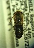  (Alloscirtetica porteri - CCDB-34572 F11)  @11 [ ] CreativeCommons - Attribution by Laurence Packer (2017) Laurence Packer York University
