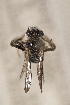  (Exomalopsis vincentana - CCDB-24583 G02)  @12 [ ] CreativeCommons - Attribution (2016) Laurence Packer York University