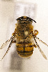  (Centris aethyctera - CCDB-34684 G07)  @11 [ ] CreativeCommons - Attribution by Laurence Packer (2017) Laurence Packer York University