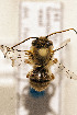  (Gaesischia exul - CCDB-34684 G08)  @11 [ ] CreativeCommons - Attribution by Laurence Packer (2017) Laurence Packer York University
