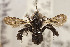  ( - CCDB-33206 G10)  @11 [ ] CreativeCommons - Attribution (2018) Laurence Packer York University