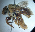  (Centris fuscata - CCDB-34569 H07)  @11 [ ] CreativeCommons - Attribution by Laurence Packer (2017) Laurence Packer York University