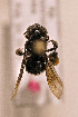  (Paratetrapedia moesta - CCDB-34684 H10)  @11 [ ] CreativeCommons - Attribution by Laurence Packer (2017) Laurence Packer York University