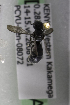  (Ceratina KEN16 - CCDB-14513-A12)  @12 [ ] CreativeCommons - Attribution Non-Commercial Share-Alike (2012) Packer Collection York University York University