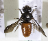  (Euaspis - CCDB-15253 A08)  @14 [ ] CreativeCommons - Attribution Non-Commercial Share-Alike (2012) Packer Collection York University York University