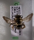  (Andrena MEX38 - CCDB-09669 G12)  @13 [ ] CreativeCommons - Attribution Non-Commercial Share-Alike (2010) Packer Collection York University York University