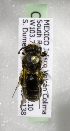  (Andrena MEX20 - CCDB-09841 B08)  @14 [ ] Unspecified (default): All Rights Reserved (2010) Unspecified Unspecified