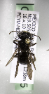  (Andrena MEX41 - CCDB-09853 E05)  @13 [ ] CreativeCommons - Attribution Non-Commercial Share-Alike (2010) Packer Collection York University York University