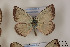  ( - Agro-005)  @12 [ ] Copyright (2011) University of Florida, FMNH - McGuire Center University of Florida, FMNH - McGuire Center