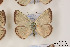  ( - Agro-006)  @12 [ ] Copyright (2011) University of Florida, FMNH - McGuire Center University of Florida, FMNH - McGuire Center